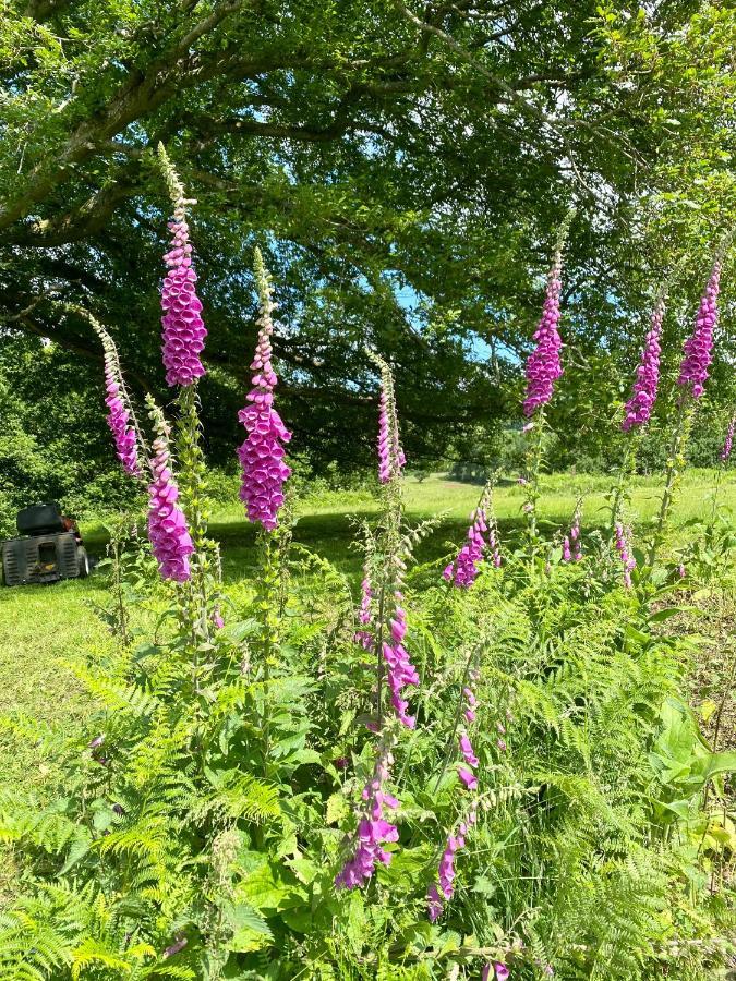 Black Mountains Glamping Hotel Abergavenny Eksteriør billede